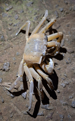 Tufted Ghost Crab