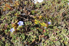 Gentiana ovatiloba