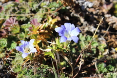 Gentiana ovatiloba