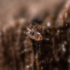 Histiostomatidae