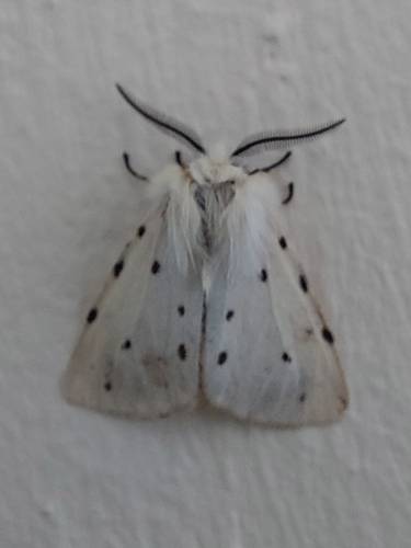 White Ermine