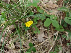 Potentilla freyniana, photograph (c) WATANABE Hitoshi 渡辺仁, some rights reserved (CC BY)