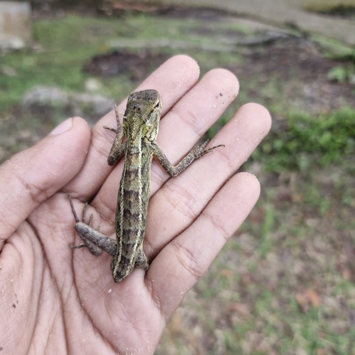 Calotes versicolor