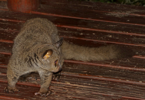 Brown Greater Galago