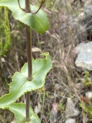 Penstemon spectabilis spectabilis