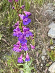 Penstemon spectabilis spectabilis
