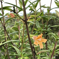 Diplacus × australis