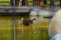 Anas platyrhynchos domesticus