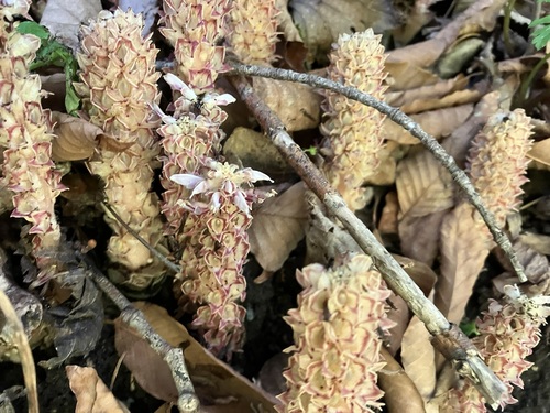 Lathraea japonica iNat (1)