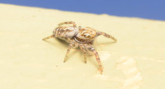 Metaphidippus chera