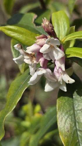 Daphne bholua, photograph 2