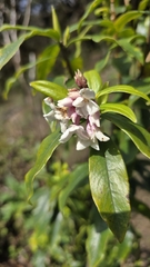 Daphne bholua, photograph (c) Jakkarin Burananit, some rights reserved (CC BY)