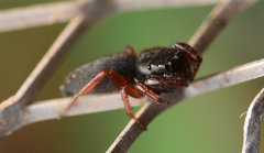 Metacyrba taeniola similis