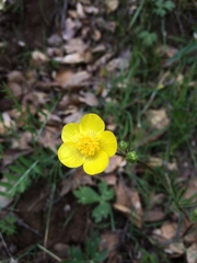 Ranunculus canus