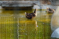 Anas platyrhynchos domesticus