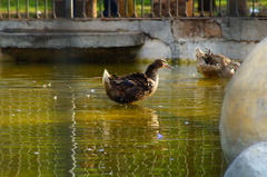 Anas platyrhynchos domesticus