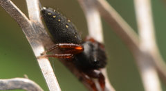 Metacyrba taeniola similis