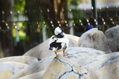 Anas platyrhynchos domesticus