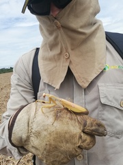 Stagmatoptera femoralis