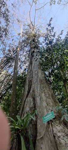 Tetrameles nudiflora, photograph 2
