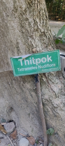 Tetrameles nudiflora, photograph 3
