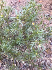 Thymophylla concinna