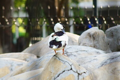 Anas platyrhynchos domesticus