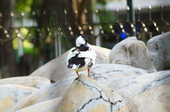 Anas platyrhynchos domesticus