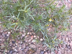 Thymophylla concinna