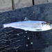 Caspian Anadromous Shad - Photo (c) Michael Verdirame, some rights reserved (CC BY-NC), uploaded by Michael Verdirame