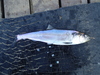 Caspian Anadromous Shad - Photo (c) Michael Verdirame, some rights reserved (CC BY-NC), uploaded by Michael Verdirame