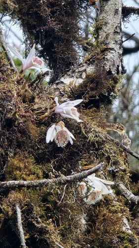 Pleione humilis, photograph 1