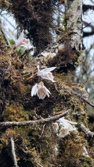Pleione humilis