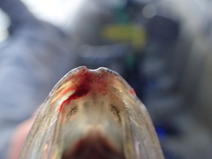 Alosa kessleri