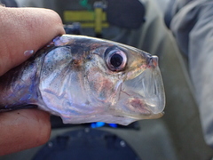 Alosa kessleri