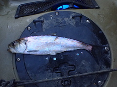 Alosa kessleri