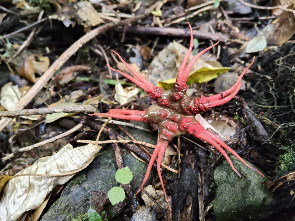 Aseroe rubra · April 2026 · photo: © john_barkla (iNaturalist, cc0)