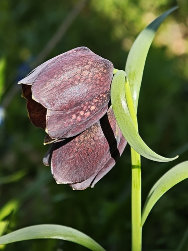 Fritillaria grandiflora
