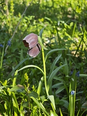 (c) Igor Balashov, some rights reserved (CC BY) Fritillaria grandiflora, photograph (c) Igor Balashov, some rights reserved (CC BY)