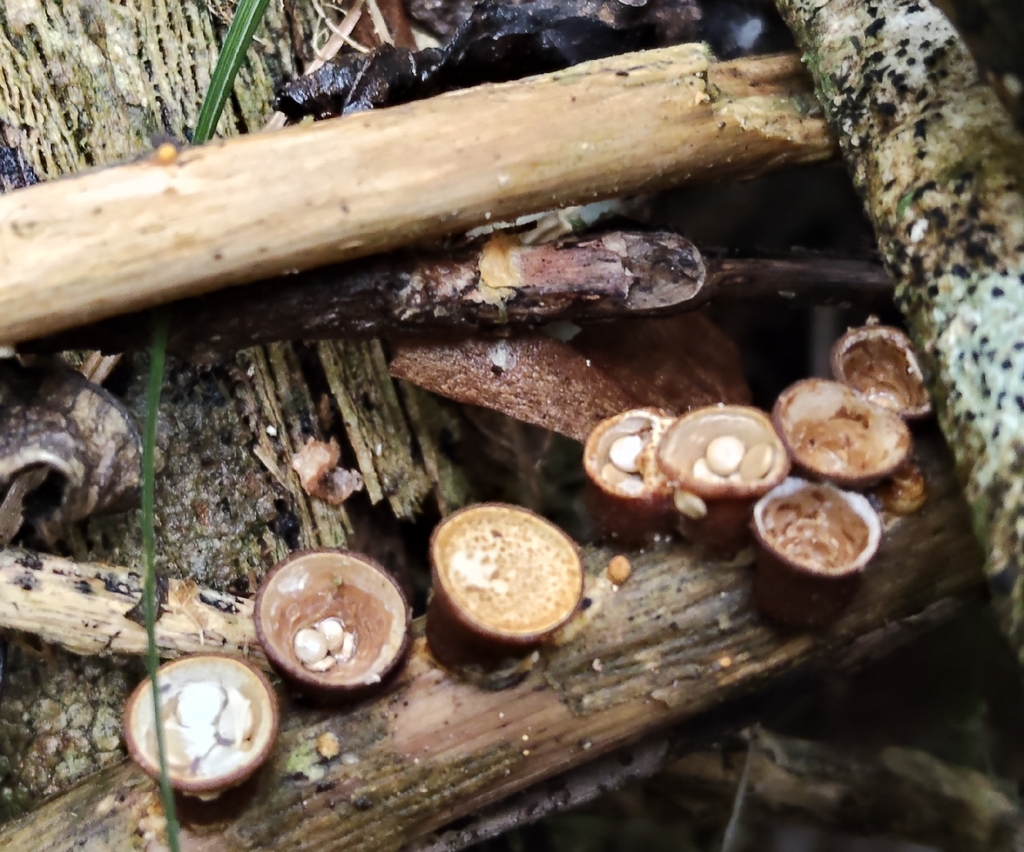 Crucibulum simile · April 2026 · photo: © john_barkla (iNaturalist, cc0)