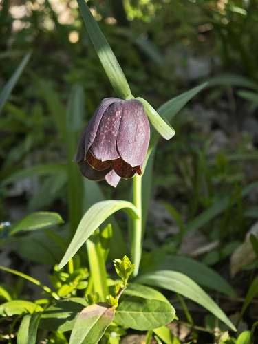 Fritillaria grandiflora, photograph 3