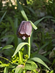 (c) Igor Balashov, some rights reserved (CC BY) Fritillaria grandiflora, photograph (c) Igor Balashov, some rights reserved (CC BY)