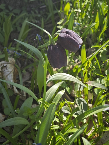 Fritillaria grandiflora, photograph 4