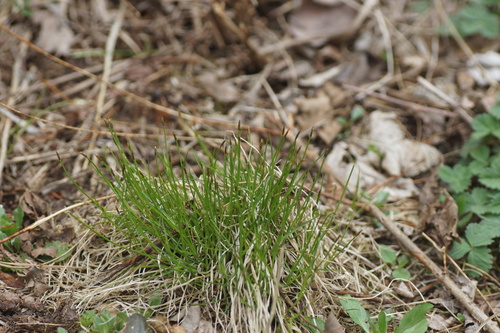 Carex biwensis iNat (2)
