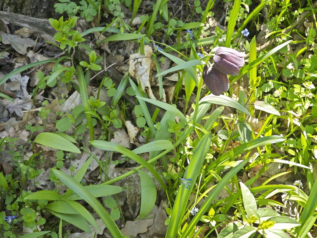 Fritillaria grandiflora; photograph (c) Igor Balashov, some rights reserved (CC BY)