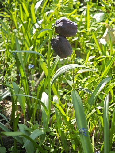 Fritillaria grandiflora, photograph 5