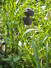 (c) Igor Balashov, some rights reserved (CC BY) Fritillaria grandiflora, photograph (c) Igor Balashov, some rights reserved (CC BY)