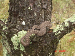 Crotalus intermedius