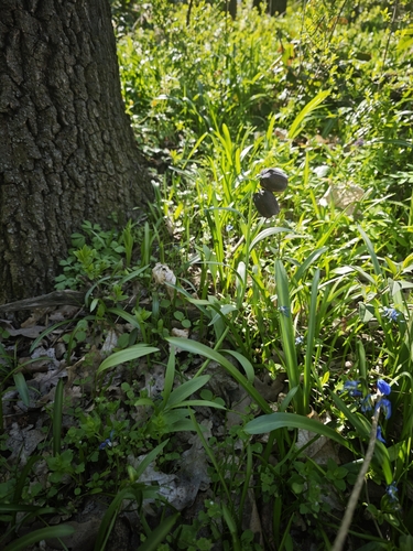Fritillaria grandiflora, photograph 6