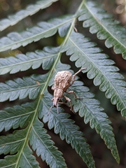 Dermatoxenus caesicollis